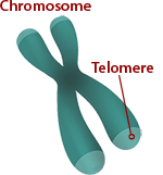 telomere adhd